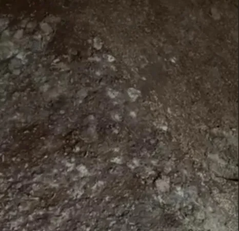 Відходи кукурудзи 50 тонн - фото № 1