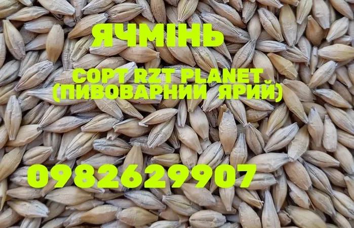 Ячмінь врожаю 2025 року, пивоварний - фото № 1