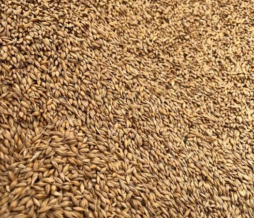 Насіння ярого ячменю сорту «Себастьян» - фото № 1