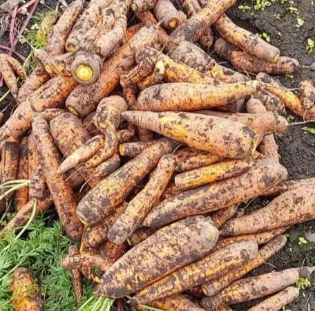 Морква на переробку, буряк червоний домашній - фото № 1