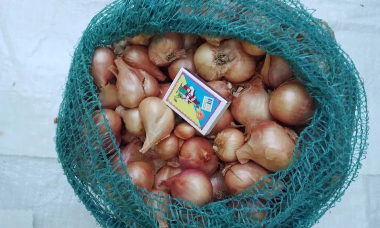 Лук - шалот кустовка - фото № 1