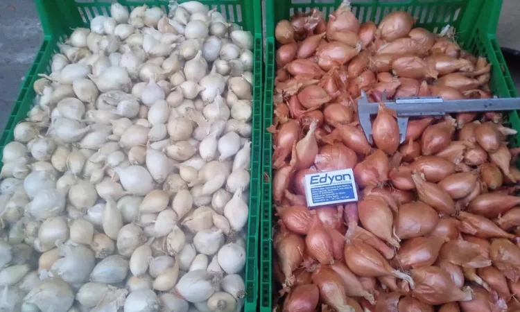 Продам лук кустовку - фото № 1