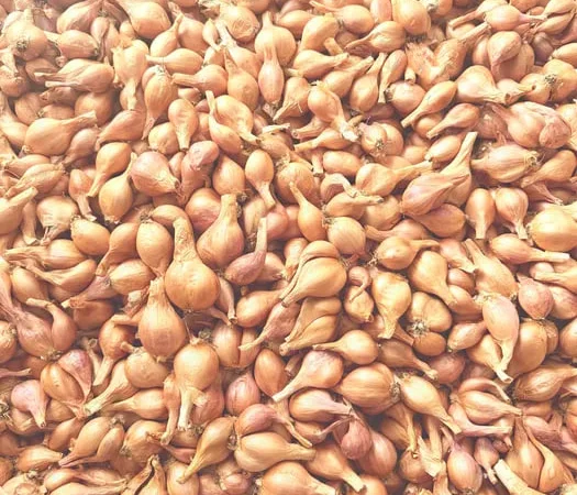 Лук Шалот (Кустовка, Корчуха) – Отборный! - фото № 1