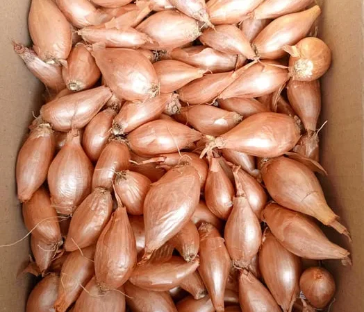 Лук кустовка, кустёвка, Лук кустевка - фото № 1