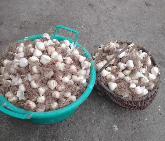 Продам ярий (весняний) часник на посадку - фото № 1