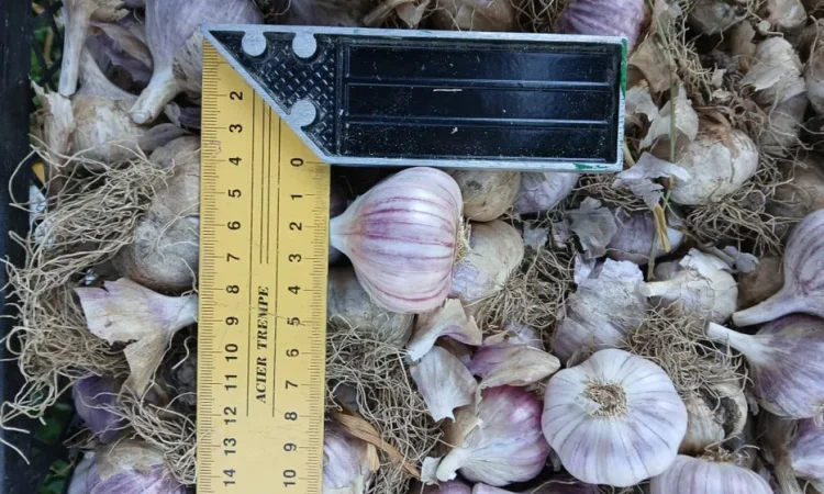 Часник для посадки, їжі та консервації - фото № 1