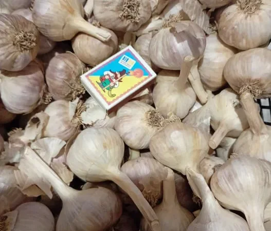 Часник озимий на посадку - фото № 1