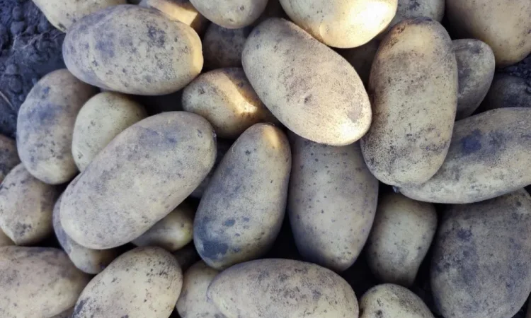 Посадочная картошка сорта Гранада – семенная картофель - фото № 1