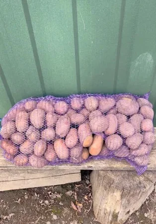 Велика картопля, насіннєва - фото № 1