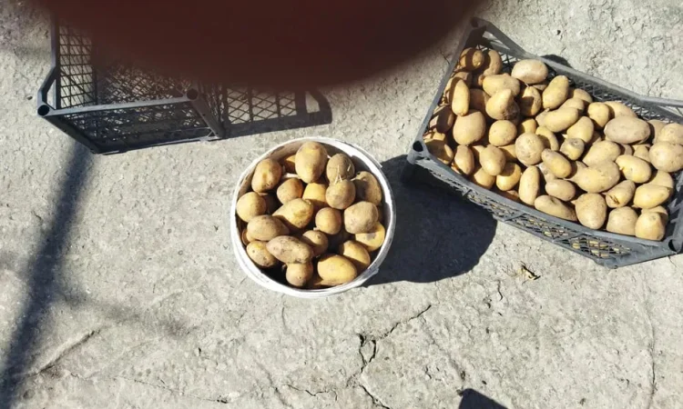 Пропоную якісну посадкову картоплю - фото № 1