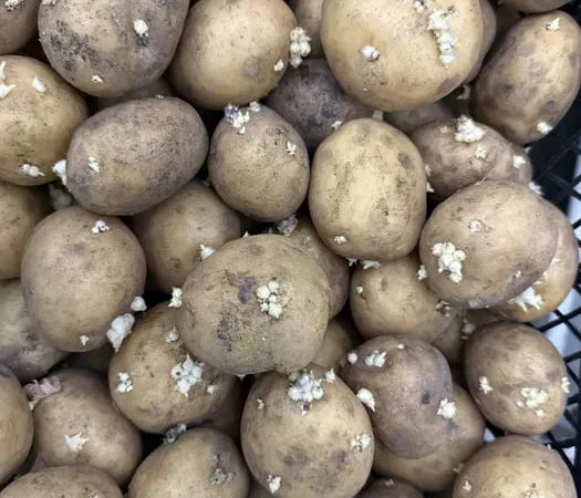 Картофель Рив'єра – високий урожай - фото № 1