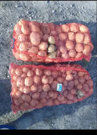 Продается картошка Рівєра для посадки и в пищу - фото № 1