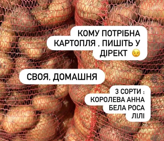 Насіння картоплі Королева Анна та Белла Роса - фото № 1