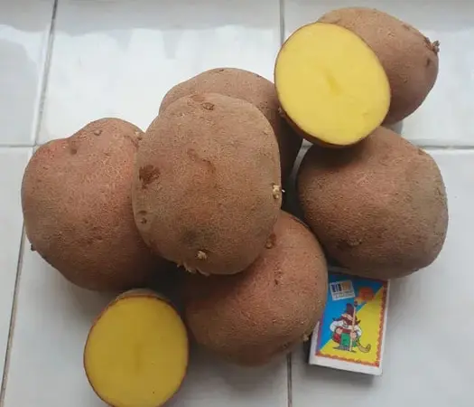 Продам картошку Бела-Роса - фото № 1