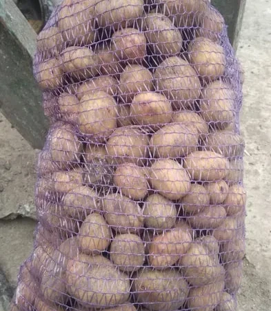 Продается посадочная картошка Пікассо - фото № 1