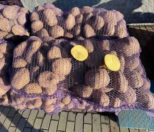 Пропонується картопля сорту Біла Роса - фото № 1