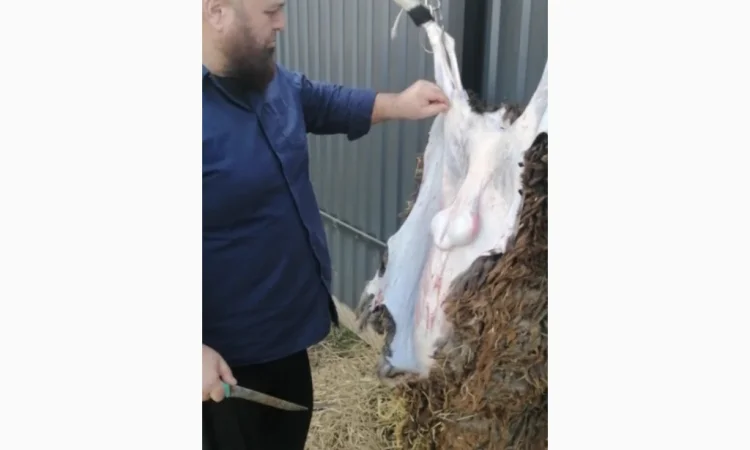 Продается баранина с собственного хозяйства - фото № 1