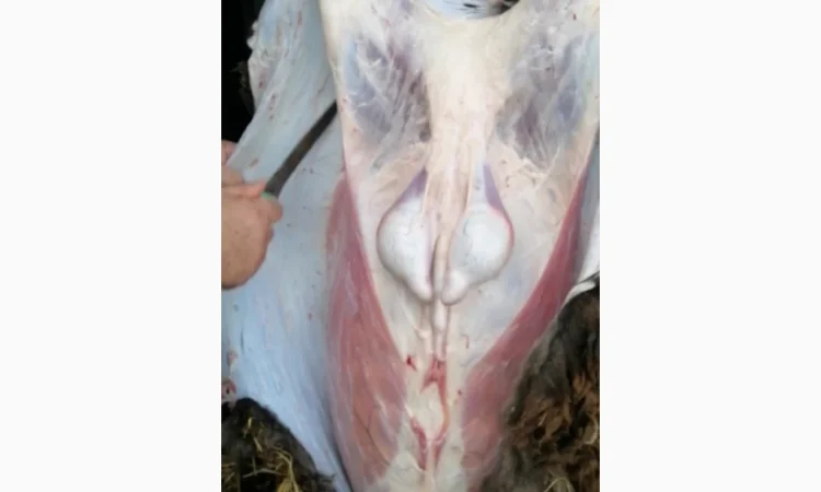 Продается баранина с собственного хозяйства - фото № 2