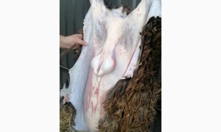 Продается баранина с собственного хозяйства - фото № 3