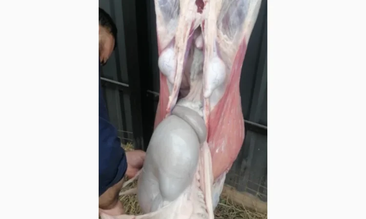 Продается баранина с собственного хозяйства - фото № 4