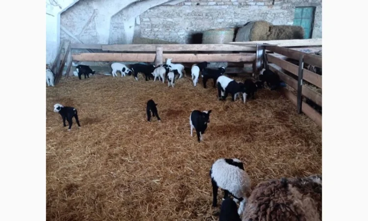 Куплю ягнят для разведения - фото № 1