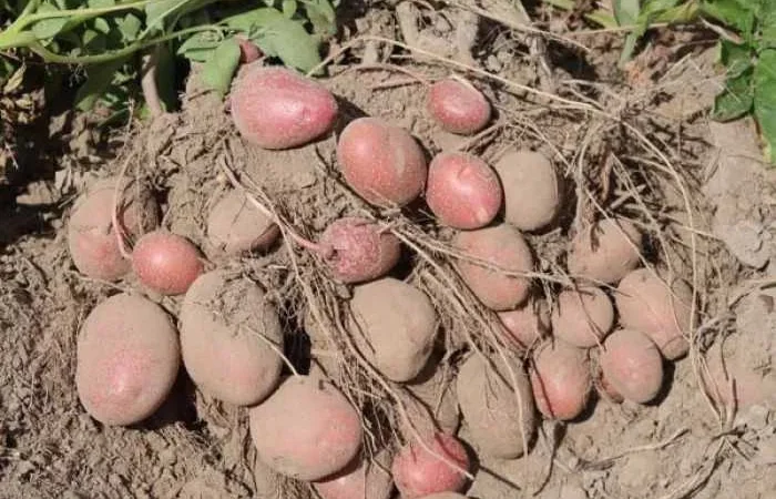 Пропонується картопля Тирас-2 та Лабелла-2 репродукція - фото № 1