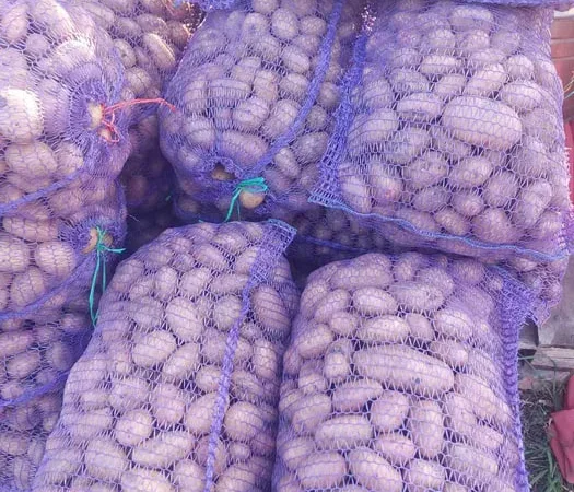 Продається картопля сорту Тирас - фото № 1