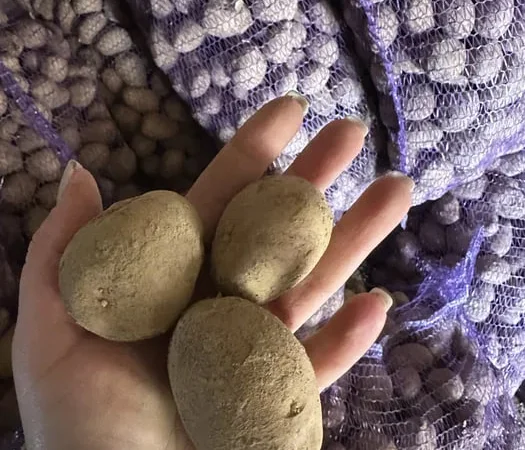 Насінна картопля сорту «Мелоді» - фото № 1