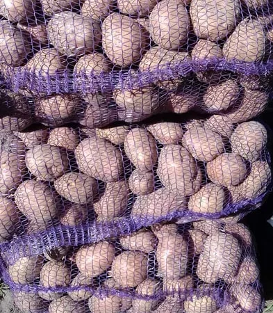 Пропонується картопля сортів Белла Роса та Санте - фото № 1