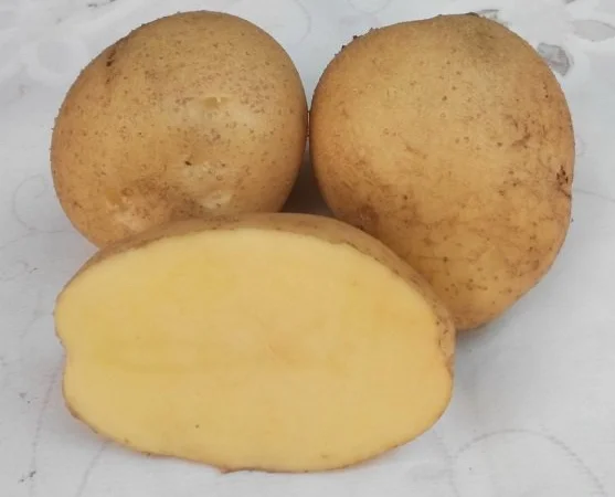 Продається картопля сорту Адретта - фото № 1