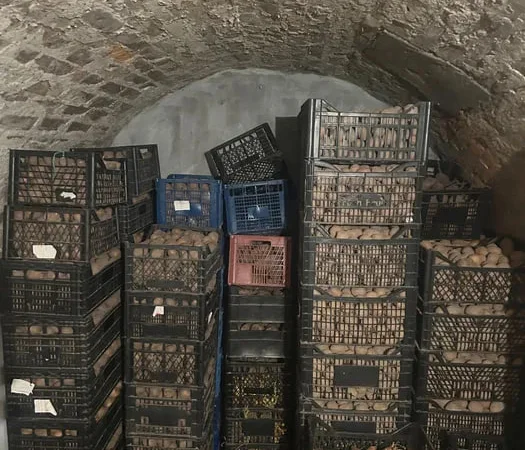 Пропонується велика та насіннєва картопля сортів Санте - фото № 1