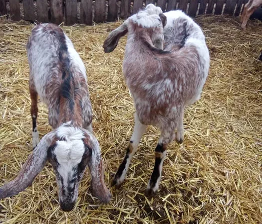 Продаються дійні нубійські кози високого відсотка - фото № 1