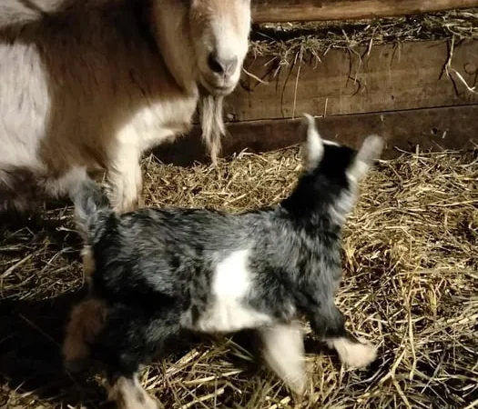 Продаються дійні кози - фото № 1