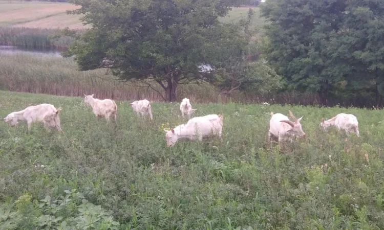 Продаються зааненські козлики - фото № 1