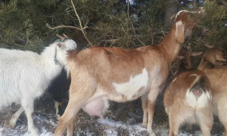 Дійні кози англо-нубійської та зааненської породи - фото № 1