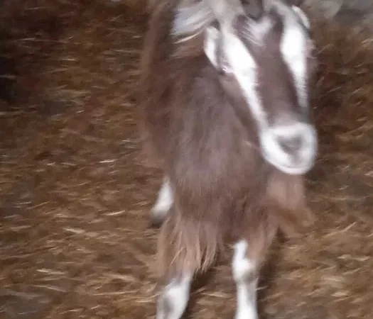 Продаються справжні Зааненські кози та Ламанчі - фото № 1