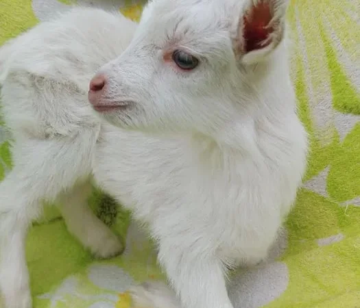 Продаються зааненські козочки від високоякісної мами - фото № 1