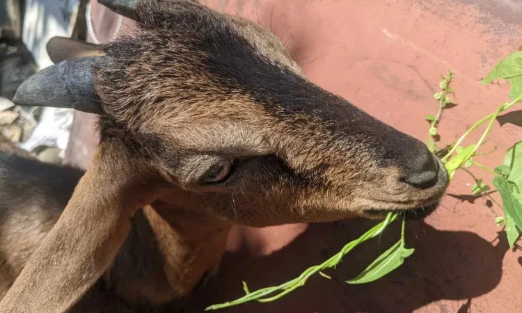 Взросла англо-нубійська коза на продаж - фото № 1