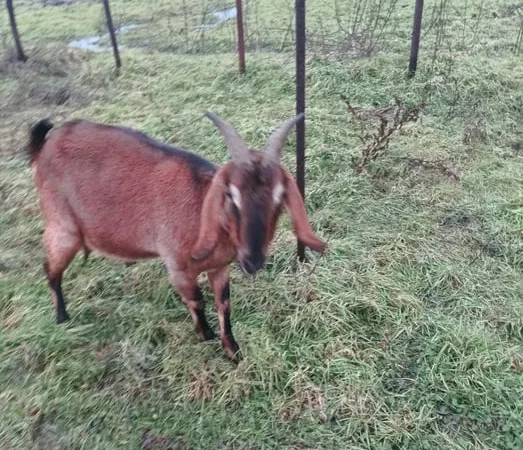 Коза англонубійської породи 86% на продажу - фото № 1