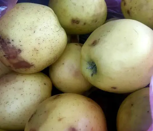 Продам яблука на переробку - фото № 1