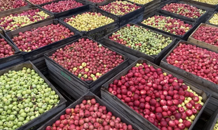 Продаются яблоки для переработки - фото № 1