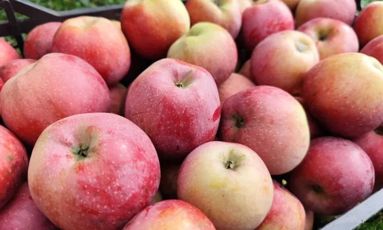 Продаються яблука сорту Айдаред на переробку - фото № 1