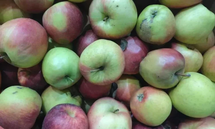 Пропонується яблуко на переробку - фото № 1