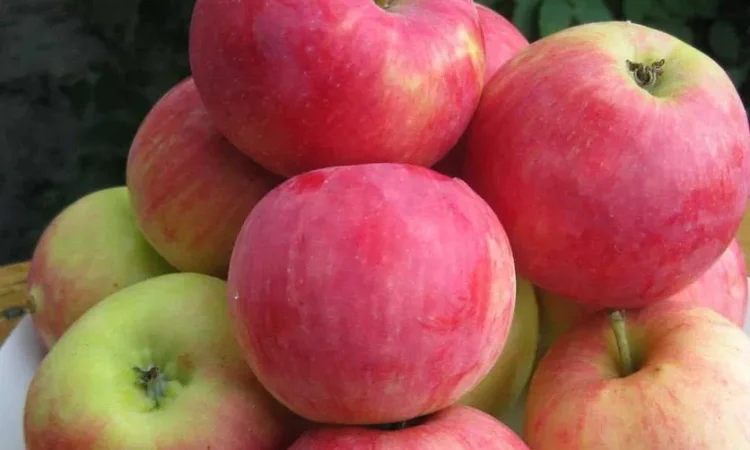 Яблука сорту Edera (Едера) на переробку - фото № 1