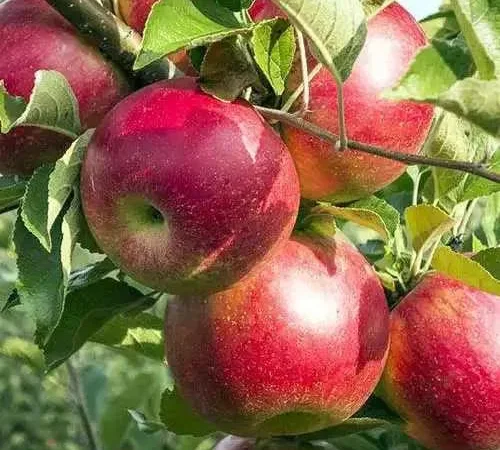 Яблоки сорта Priam (Пріам) на переработку - фото № 1