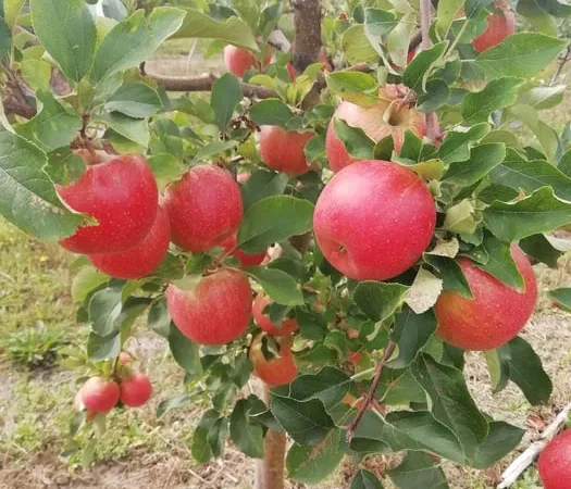 Яблоки разных сортов для сока, мед и саженцы - фото № 1