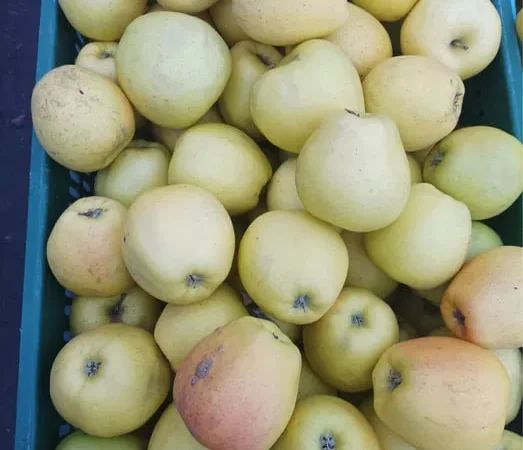 Продаются яблоки сорта Голден для сока - фото № 1