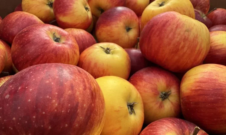 Яблоки разных сортов на сок — Богема, Голден, Скифское золото - фото № 1