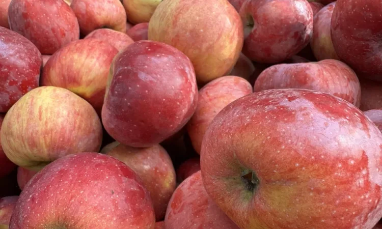 Яблоки разных сортов на сок — Богема, Голден, Скифское золото - фото № 2