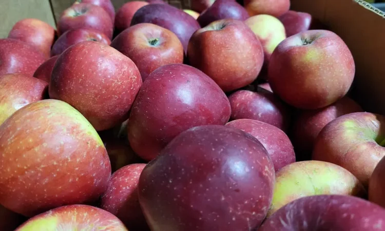 Оптовая продажа яблок осенних и зимних сортов для сока - фото № 1